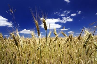Búzatábla az Őrségben-stock-foto