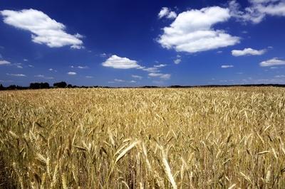 Búzatábla az Őrségben-stock-foto