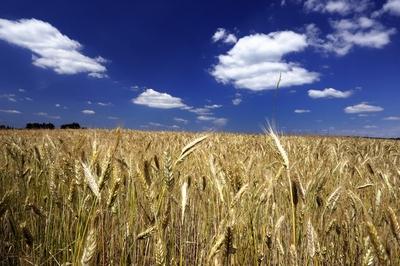 Búzatábla az Őrségben-stock-foto