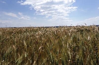 Búzatábla az Őrségben-stock-foto