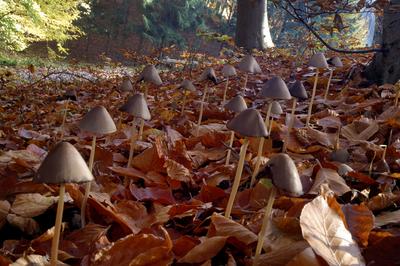 Erdei gombák-stock-foto