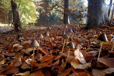 Erdei gombák-stock-foto