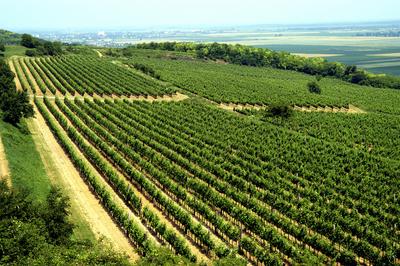 Szőlő-ültetvény Szálka határában-stock-foto