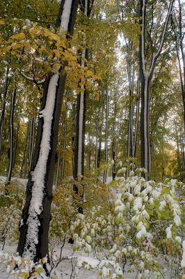 Eresztvény tanösvény-stock-foto