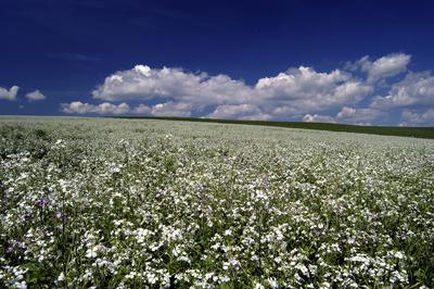 Virágzik a fehér repce-stock-foto