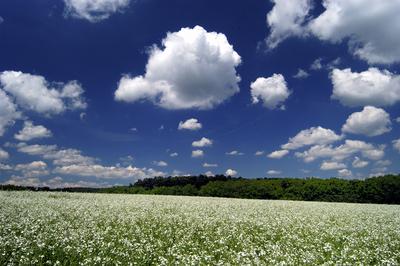 Virágzik a fehér repce-stock-foto