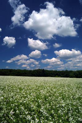 Virágzik a fehér repce-stock-foto