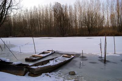 Téli táj a Gemenci erdőben-stock-foto