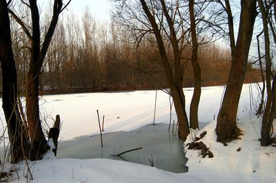 Téli táj a Gemenci erdőben-stock-foto