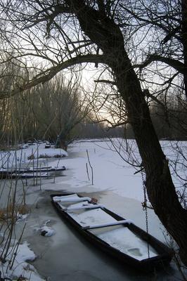 Téli táj a Gemenci erdőben-stock-foto