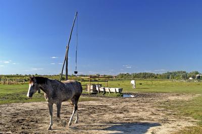 Tápiószentmárton, Kincsem Lovaspark-stock-foto