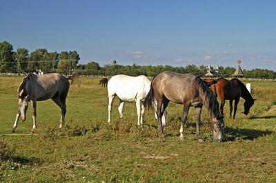 Tápiószentmárton, Kincsem Lovaspark-stock-foto