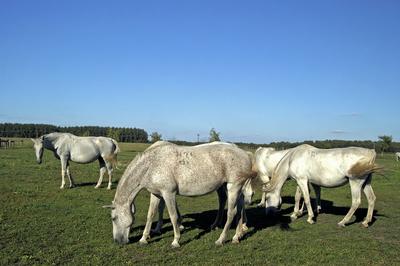 Tápiószentmárton, Kincsem Lovaspark-stock-foto