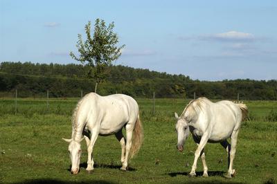 Tápiószentmárton, Kincsem Lovaspark-stock-foto