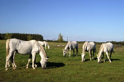 Tápiószentmárton, Kincsem Lovaspark-stock-foto