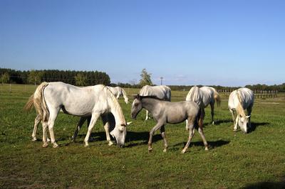 Tápiószentmárton, Kincsem Lovaspark-stock-foto