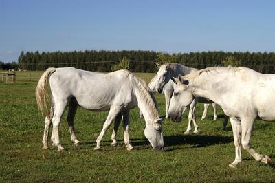 Tápiószentmárton, Kincsem Lovaspark-stock-foto