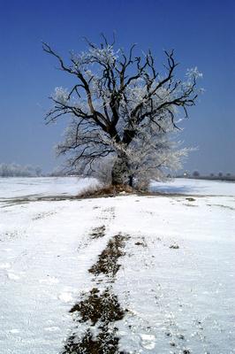 Téli táj a Gemenci erdőben-stock-foto