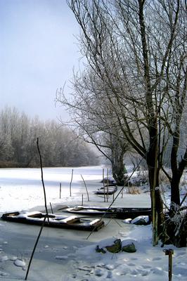 Téli táj a Gemenci erdőben-stock-foto