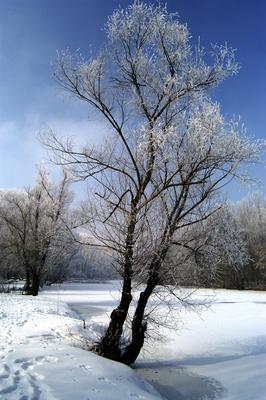 Téli táj a Gemenci erdőben-stock-foto