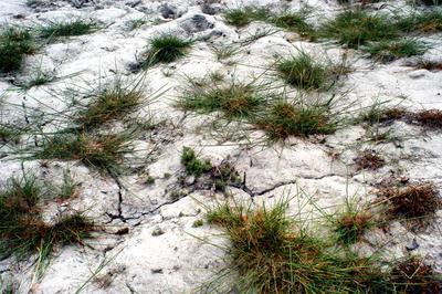 Apajpuszta - szikes talaj, sziktűrő növényekkel-stock-foto