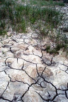 Apajpuszta - szikes talaj, sziktűrő növényekkel-stock-foto