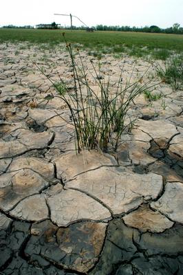 Apajpuszta - szikes talaj, sziktűrő növényekkel-stock-foto