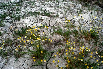 Apajpuszta - orvosi székfű virágzik a szikes talajon-stock-foto
