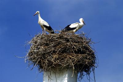 Gólyapár Szabolcs községben-stock-foto