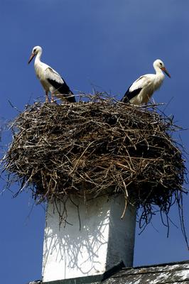 Gólyapár Szabolcs községben-stock-foto
