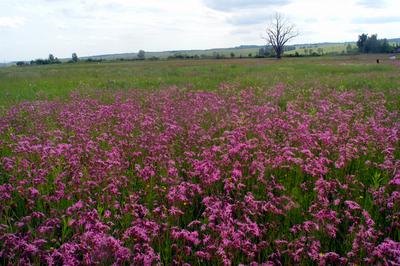 Virágmező a Karancs-völgyében.-stock-foto