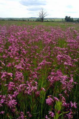 Virágmező a Karancs-völgyében.-stock-foto