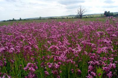 Virágmező a Karancs-völgyében.-stock-foto