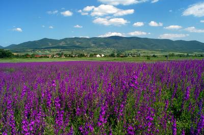 Virágmező a Mátra alján-stock-foto