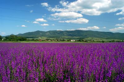 Virágmező a Mátra alján-stock-foto