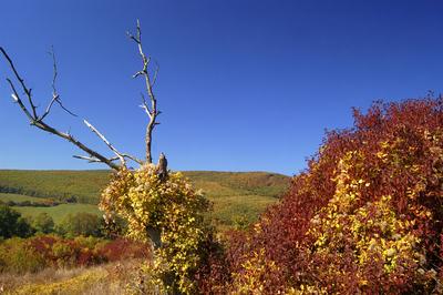 Őszi táj a Börzsöny hegységben-stock-photo
