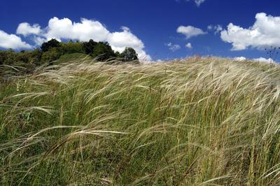 Virágzó árvalányhaj mező-stock-foto