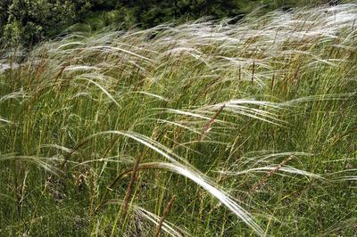 Virágzó árvalányhaj mező-stock-foto