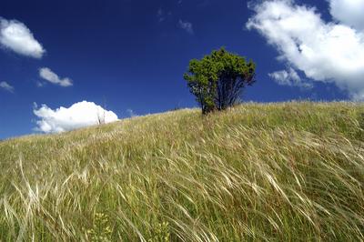 Virágzó árvalányhaj mező-stock-foto