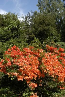 Szombathely, Kámoni Arborétum-stock-foto