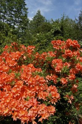 Szombathely, Kámoni Arborétum-stock-foto