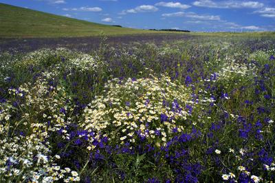 Vadvirág mező az Északi-középhegységben-stock-foto