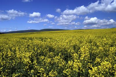 Virágzó repcemező a Cserhátban-stock-foto