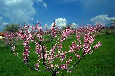 Virágzó barackfa-stock-foto