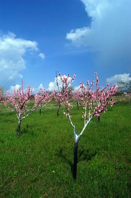 Virágzó barackfák-stock-foto