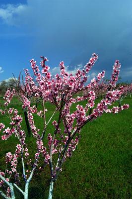 Virágzó barackfa-stock-foto