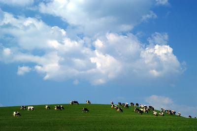 Legelő tehéncsorda-stock-foto