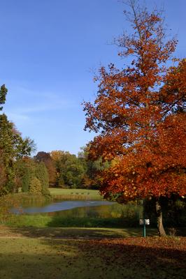 Vácrátót, Nemzeti Botanikus Kert (arborétum)-stock-foto