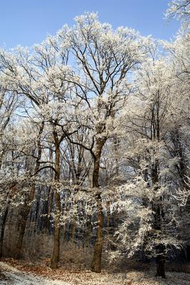 Eresztvény tanösvény-stock-foto