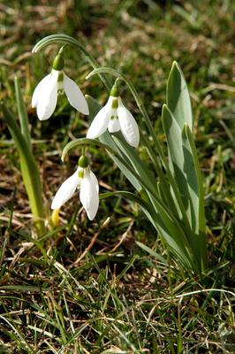 Hóvirág (Galanthus)-stock-foto